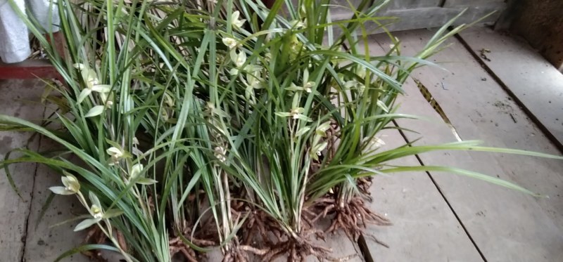 长期大量批发四川通江春剑盆景兰花大量批发