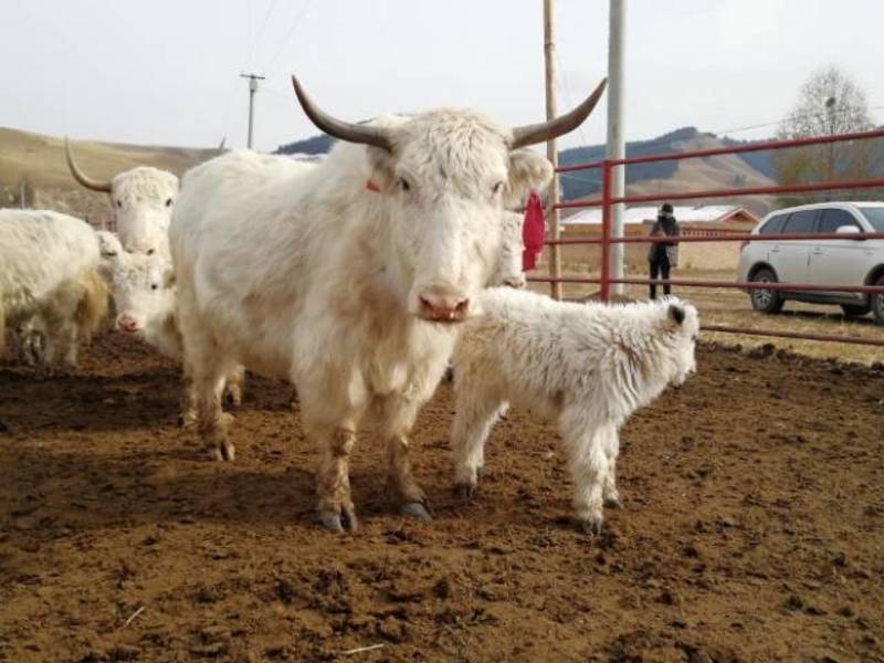 天下白牦牛唯独天祝有，天然牧场散养白牦牛肉