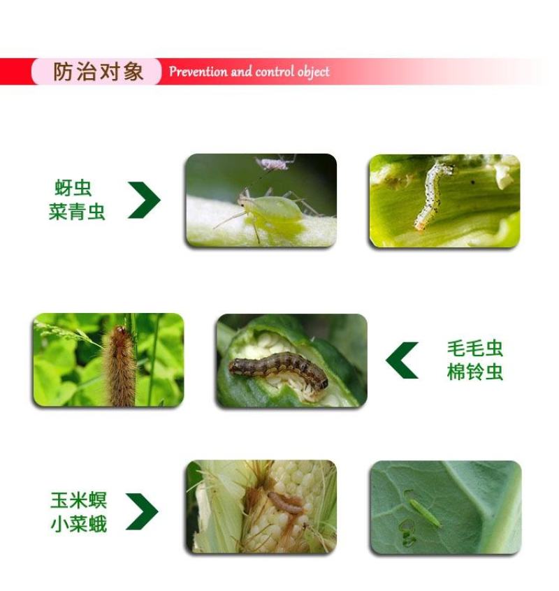 红圣水功夫氯氟+啶虫脒杀虫剂小虫蓟马粉虱青虫臭屁虫杀虫剂