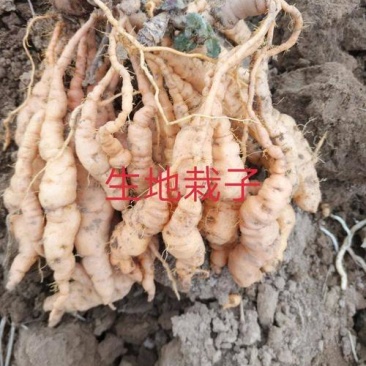 生地种子脱毒三号和吨王有运城棉农所培育
