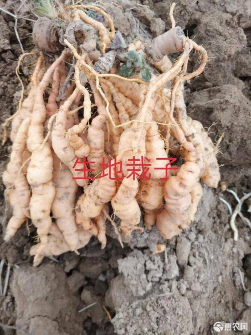 生地种子脱毒三号和吨王有运城棉农所培育