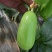 茂华八棱脆菜瓜种子无棱绿皮菜瓜低糖型肉脆多汁鲜食