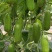 茂华八棱脆菜瓜种子无棱绿皮菜瓜低糖型肉脆多汁鲜食