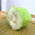 茂华八棱脆菜瓜种子无棱绿皮菜瓜低糖型肉脆多汁鲜食
