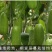茂华八棱脆菜瓜种子无棱绿皮菜瓜低糖型肉脆多汁鲜食
