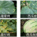 恶霜锰锌杀菌剂葡萄黄瓜蔬菜霜霉疫病农药杀菌剂1000克