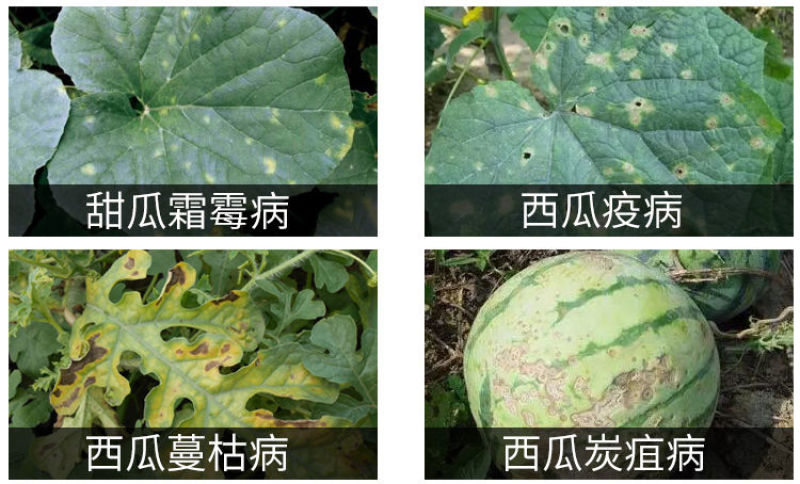恶霜锰锌杀菌剂葡萄黄瓜蔬菜霜霉疫病农药杀菌剂1000克