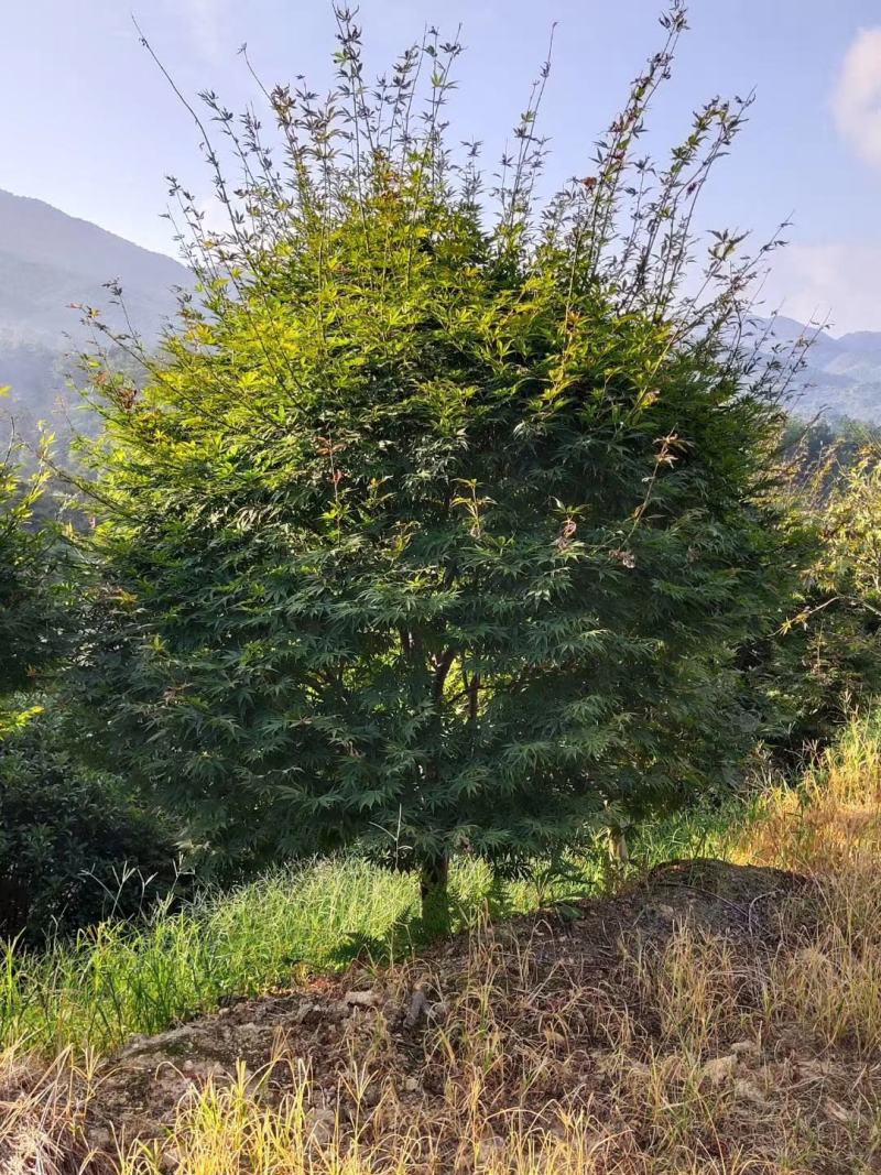 精品红枫树形优美，枝叶茂盛，需要的老板请联系我哦