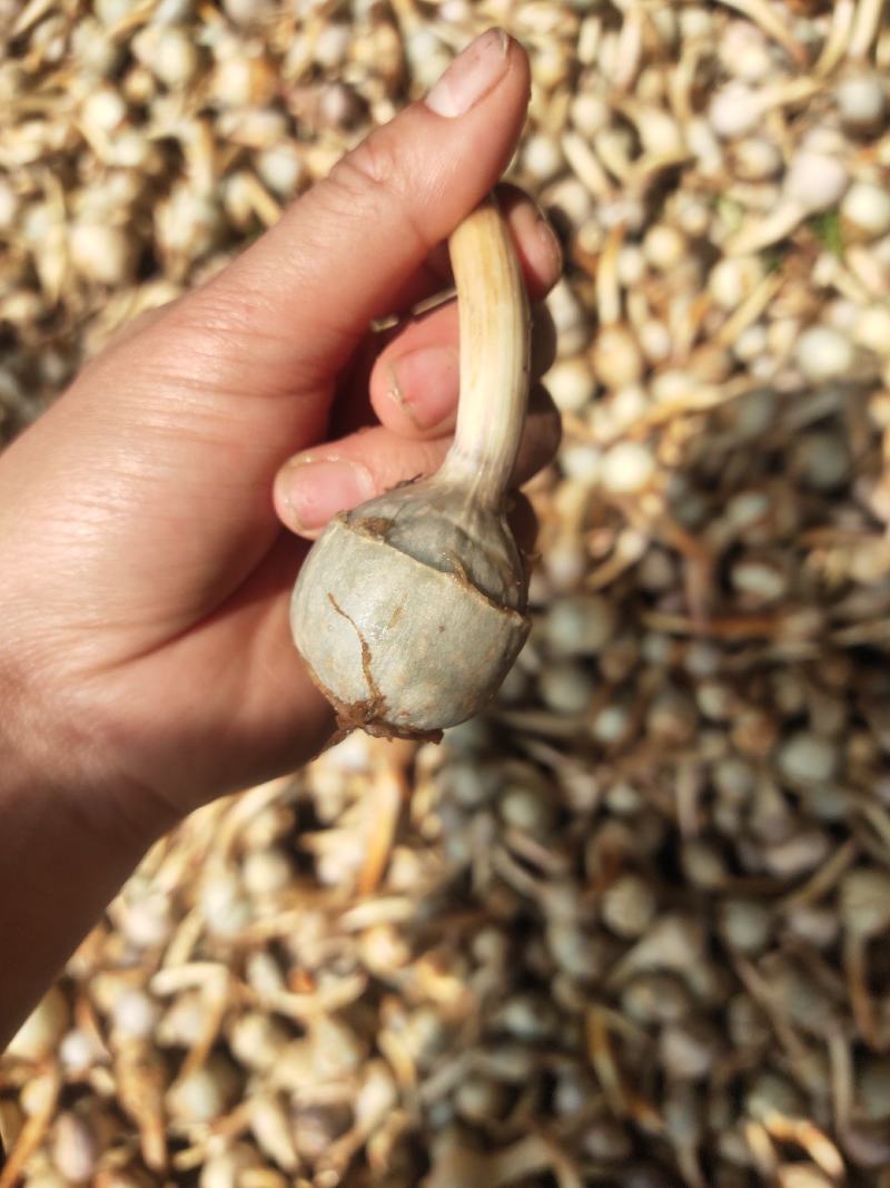 石屏鸭蛋绿茨菇质优不空心，无苦味，大中小，