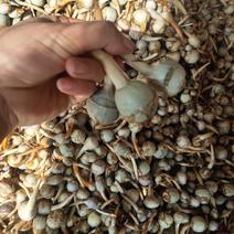 石屏鸭蛋绿茨菇质优不空心，无苦味，大中小，