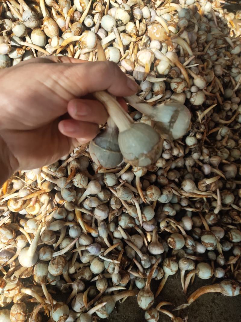 石屏鸭蛋绿茨菇质优不空心，无苦味，大中小，