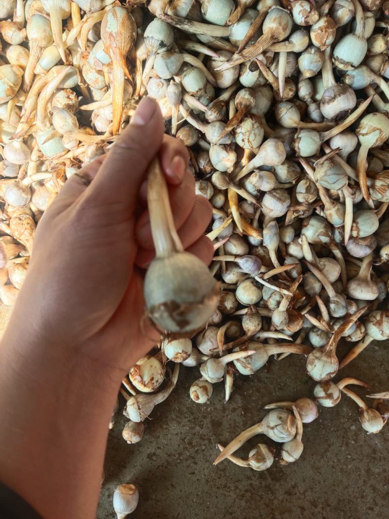 石屏鸭蛋绿茨菇质优不空心，无苦味，大中小，