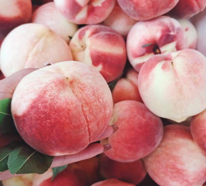 雪桃、冬桃、五月脆红桃品种保证，量大从优，免费技术指导