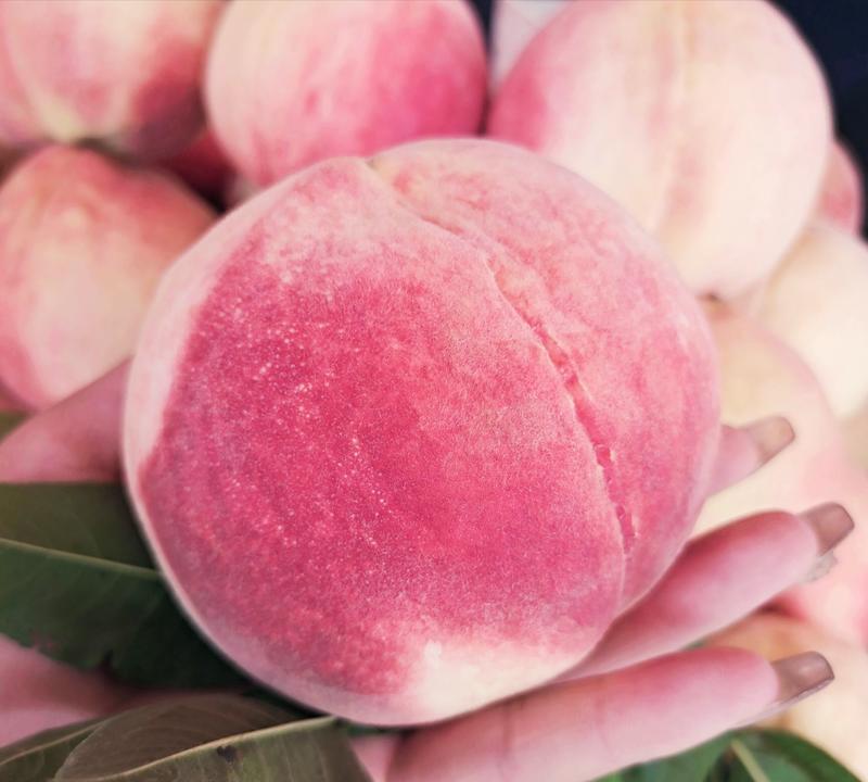 雪桃、冬桃、五月脆红桃品种保证，量大从优，免费技术指导