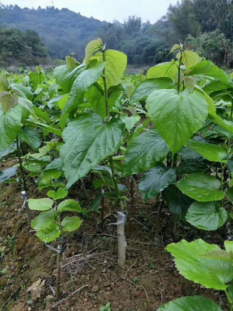 桑葚苗嫁接果桑苗台湾长果桑苗无籽大十果桑苗良心苗