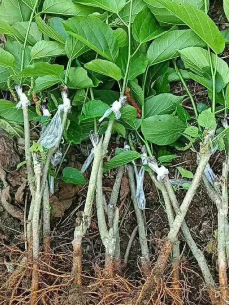 桑葚苗嫁接果桑苗台湾长果桑苗无籽大十果桑苗良心苗