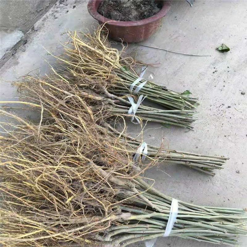 桑葚苗嫁接果桑苗台湾长果桑苗无籽大十果桑苗良心苗