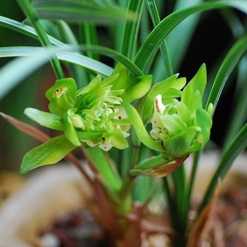 兰花苗春兰余蝴蝶浓香型带花苞盆栽花卉绿植物