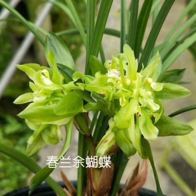 兰花苗春兰余蝴蝶浓香型带花苞盆栽花卉绿植物