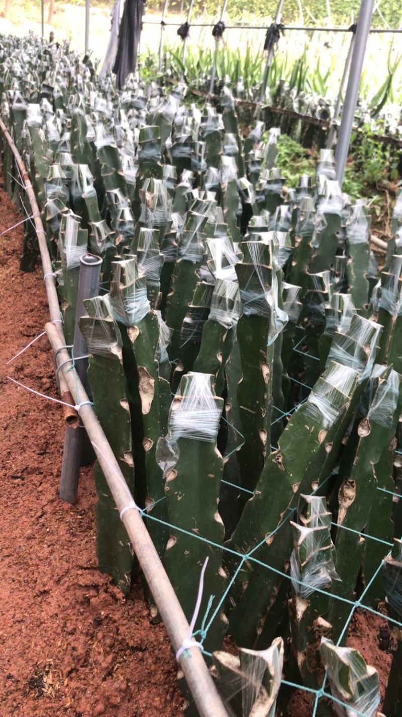 青龙火龙果苗青皮红心火龙果苗台湾青龙适合南北种植盆栽地栽