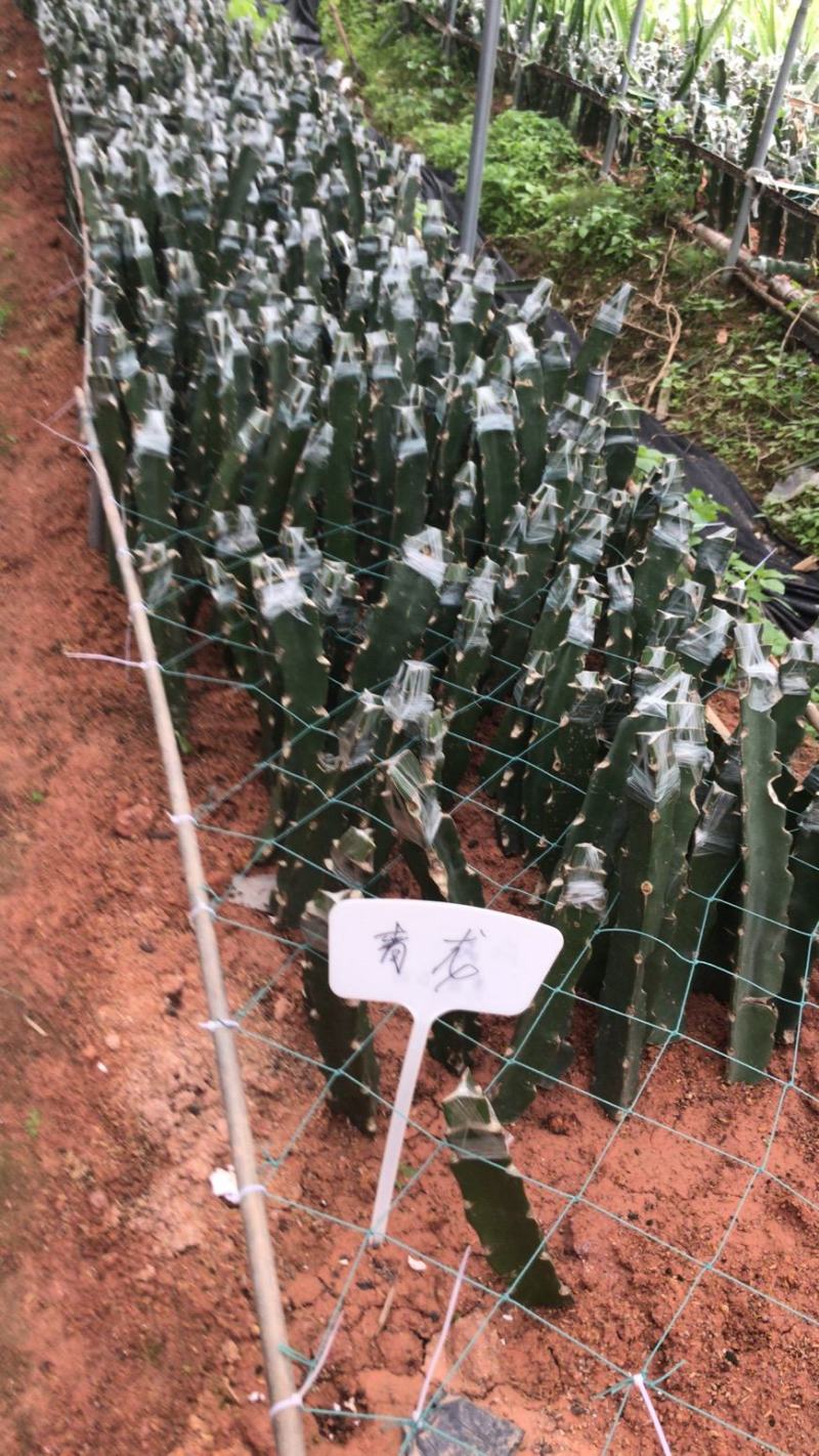 青龙火龙果苗青皮红心火龙果苗台湾青龙适合南北种植盆栽地栽
