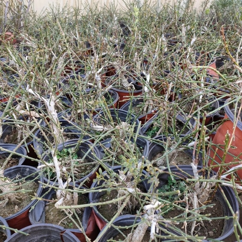 迎春花苗庭院别墅种植攀援花卉可盆栽春季开花耐寒花卉带花苞