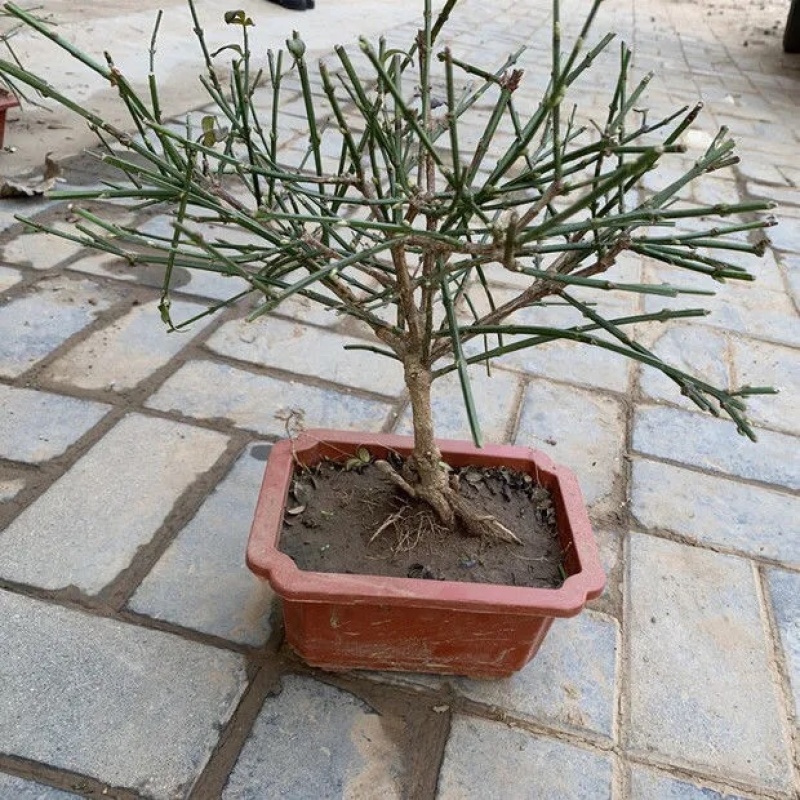 迎春花苗庭院别墅种植攀援花卉可盆栽春季开花耐寒花卉带花苞