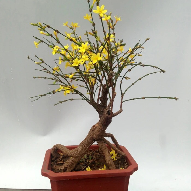 迎春花苗庭院别墅种植攀援花卉可盆栽春季开花耐寒花卉带花苞