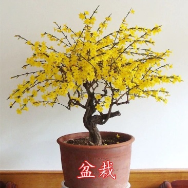 迎春花苗庭院别墅种植攀援花卉可盆栽春季开花耐寒花卉带花苞