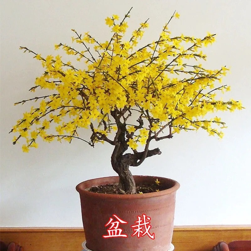 迎春花苗庭院别墅种植攀援花卉可盆栽春季开花耐寒花卉带花苞
