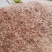 香椿种子，红油香椿种子，四季红油香椿种子