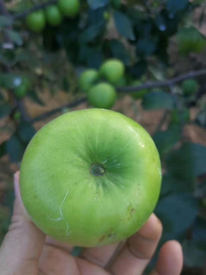 苹果枣树苗像苹果一样形状个头非常大非常漂亮的