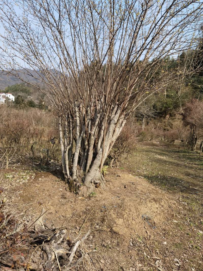 大别山优良品种，映山红，映山黄