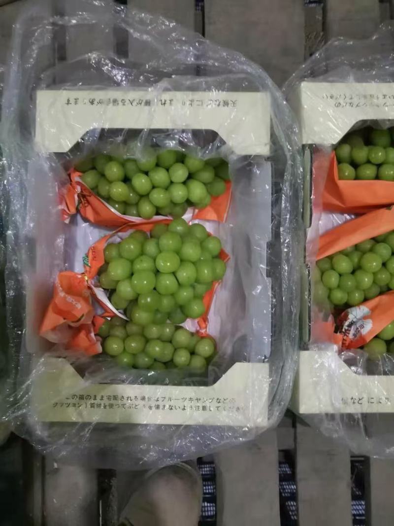 阳光玫瑰，精品晴王葡萄。我们这里是万亩葡萄种植基地。