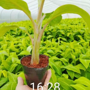 广东香蕉苗、广粉蕉苗、巴西蕉苗、金粉一号蕉苗、威廉斯b6