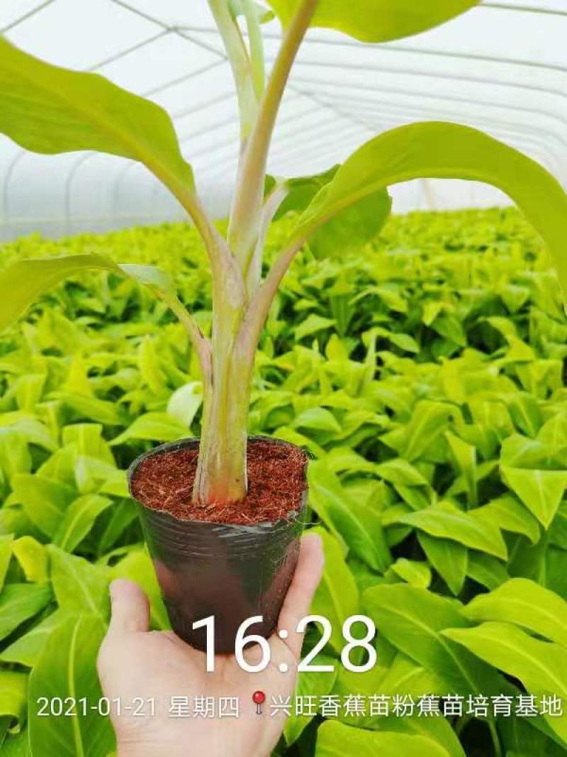 广东香蕉苗、广粉蕉苗、巴西蕉苗、金粉一号蕉苗、威廉斯b6