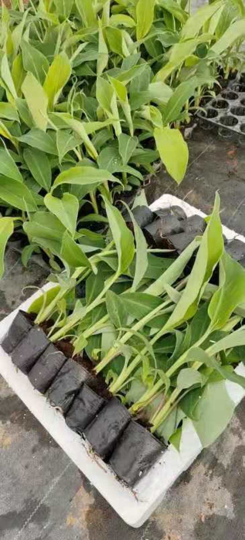 广东香蕉苗、广粉蕉苗、巴西蕉苗、金粉一号蕉苗、威廉斯b6