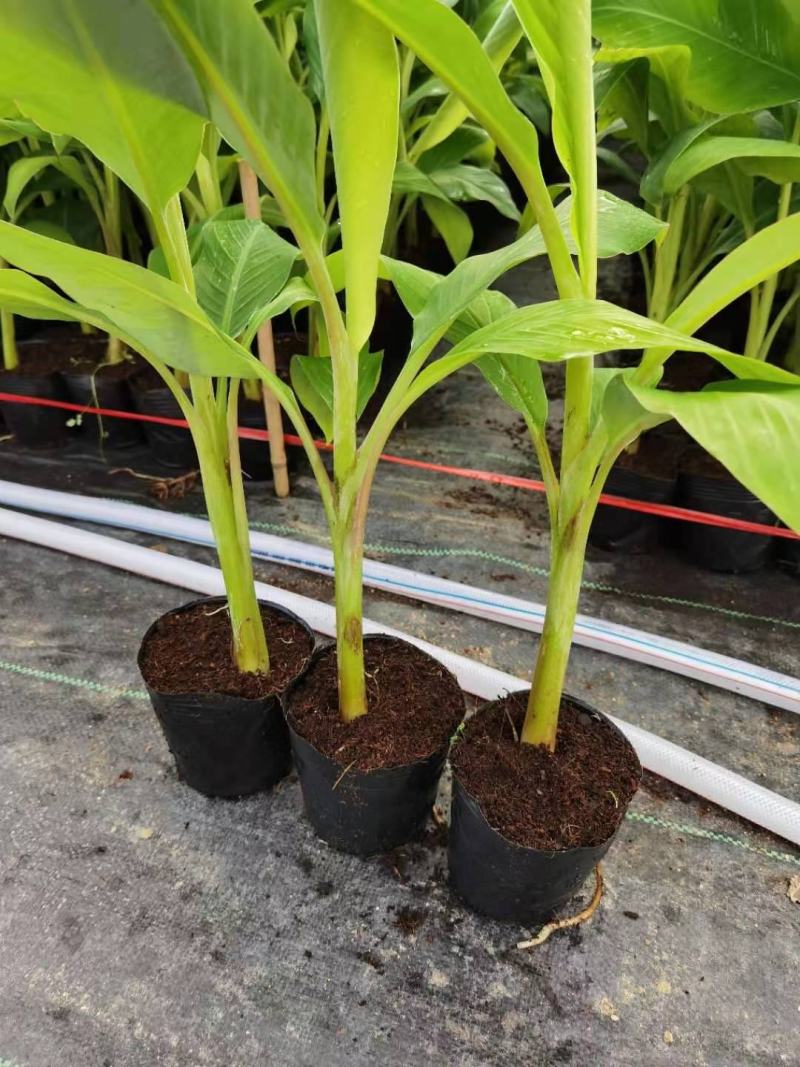 广东香蕉苗、广粉蕉苗、巴西蕉苗、金粉一号蕉苗、威廉斯b6