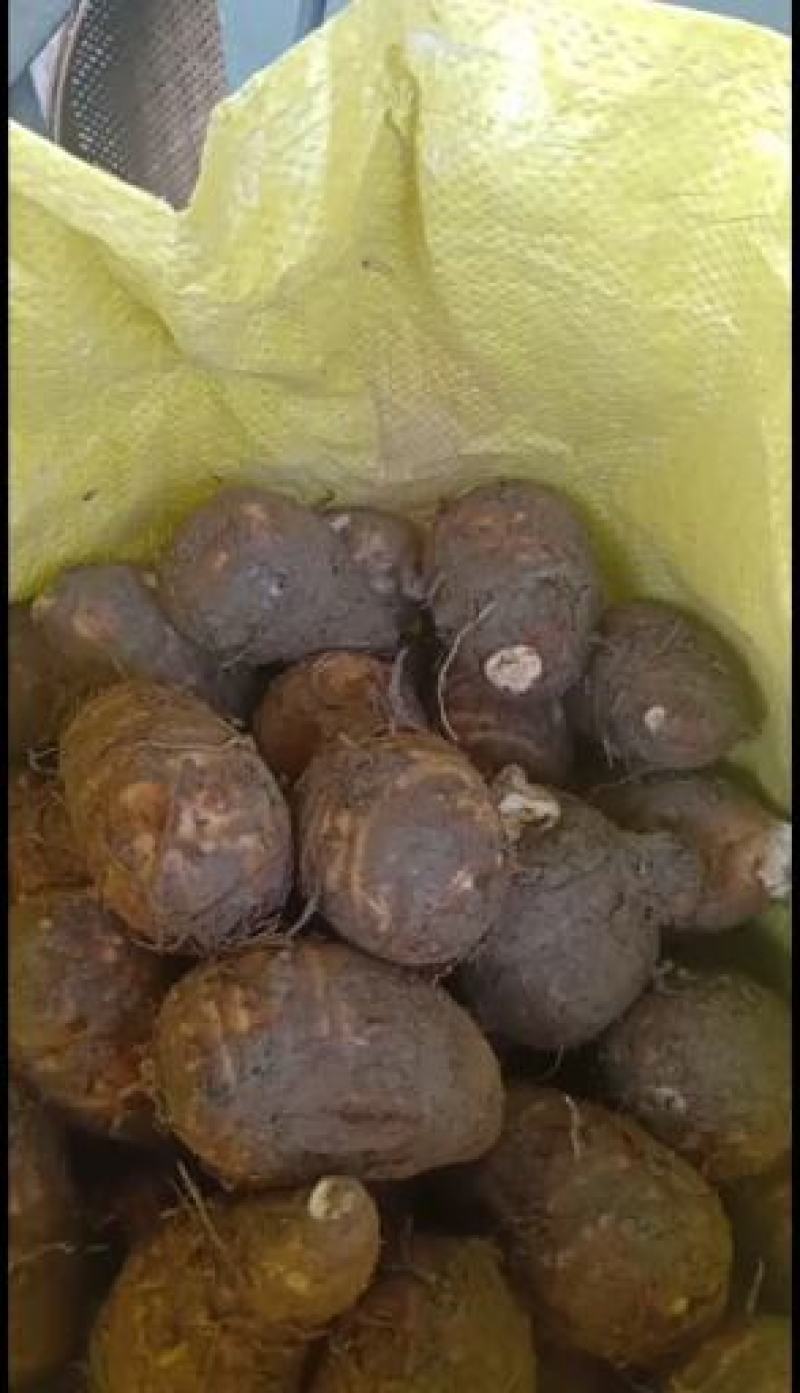 精品毛芋头和精品毛芋儿，货源充足，果形圆，质量好价格便宜