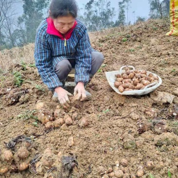 精品毛芋头和精品毛芋儿，货源充足，果形圆，质量好价格便宜