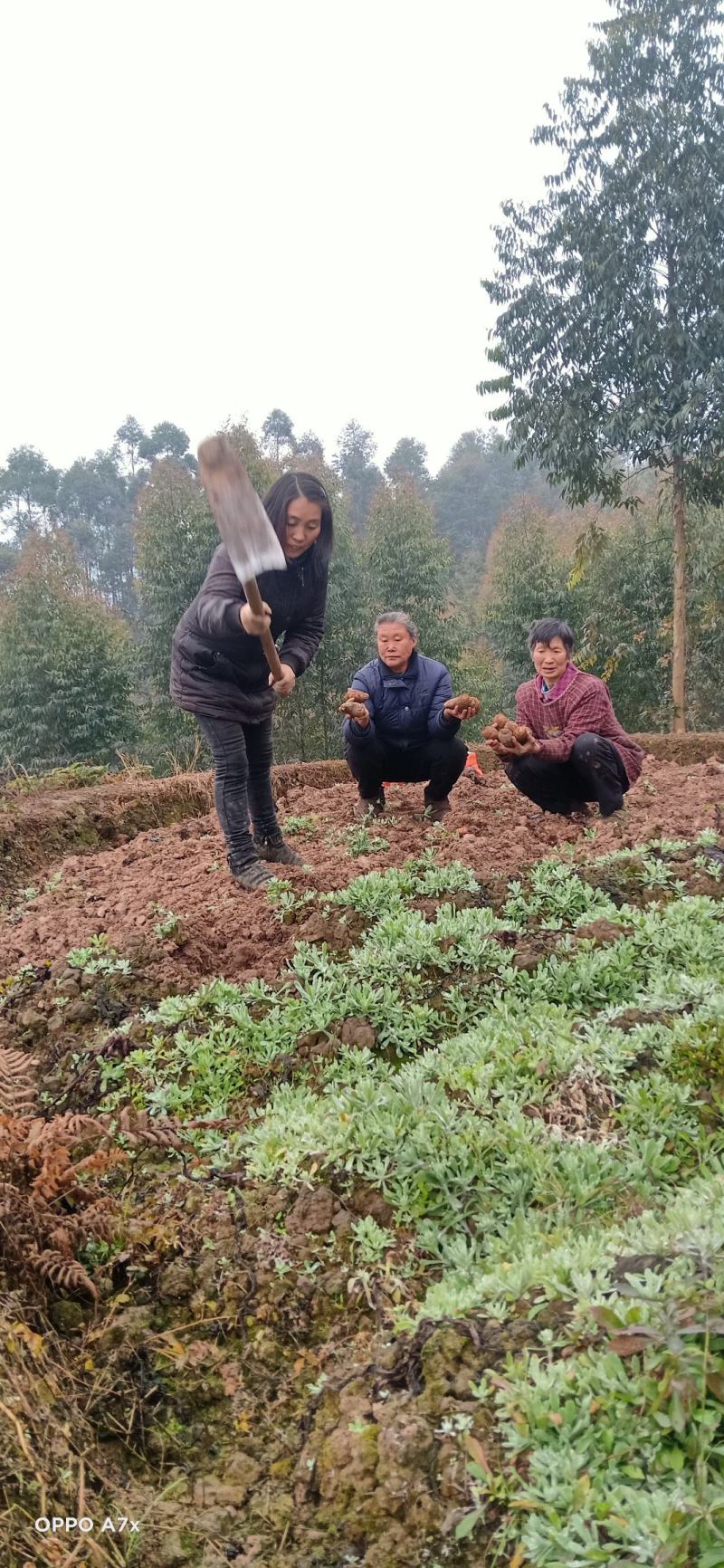 精品毛芋头和精品毛芋儿，货源充足，果形圆，质量好价格便宜