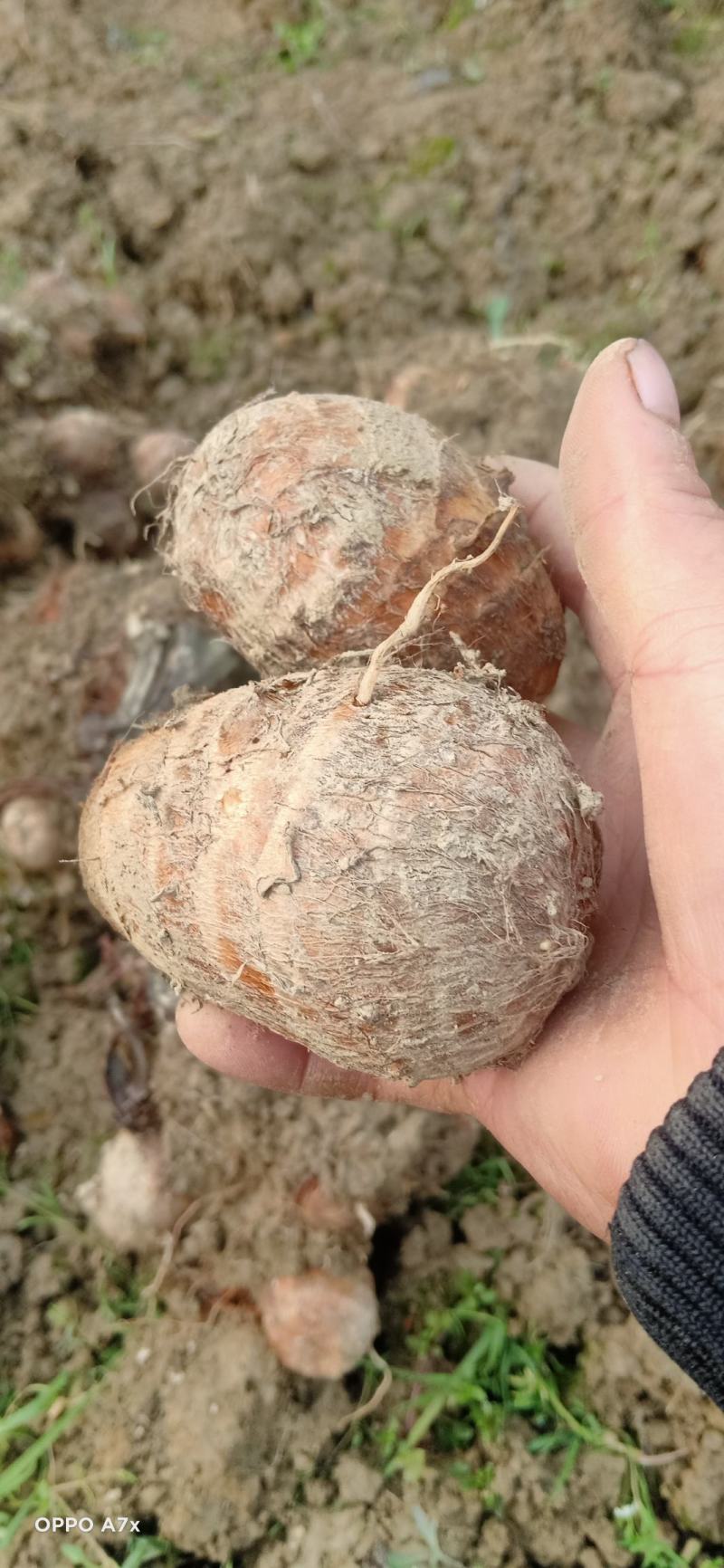 精品毛芋头和精品毛芋儿，货源充足，果形圆，质量好价格便宜