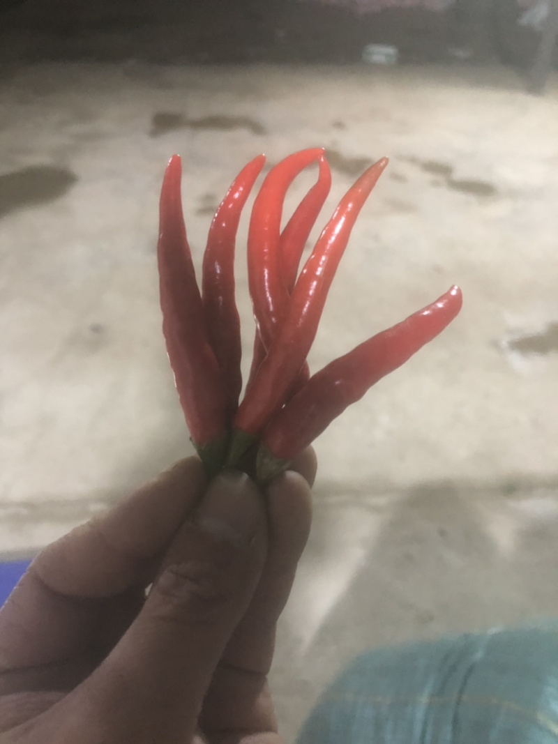 辣椒红米椒云南开始降价连续3天