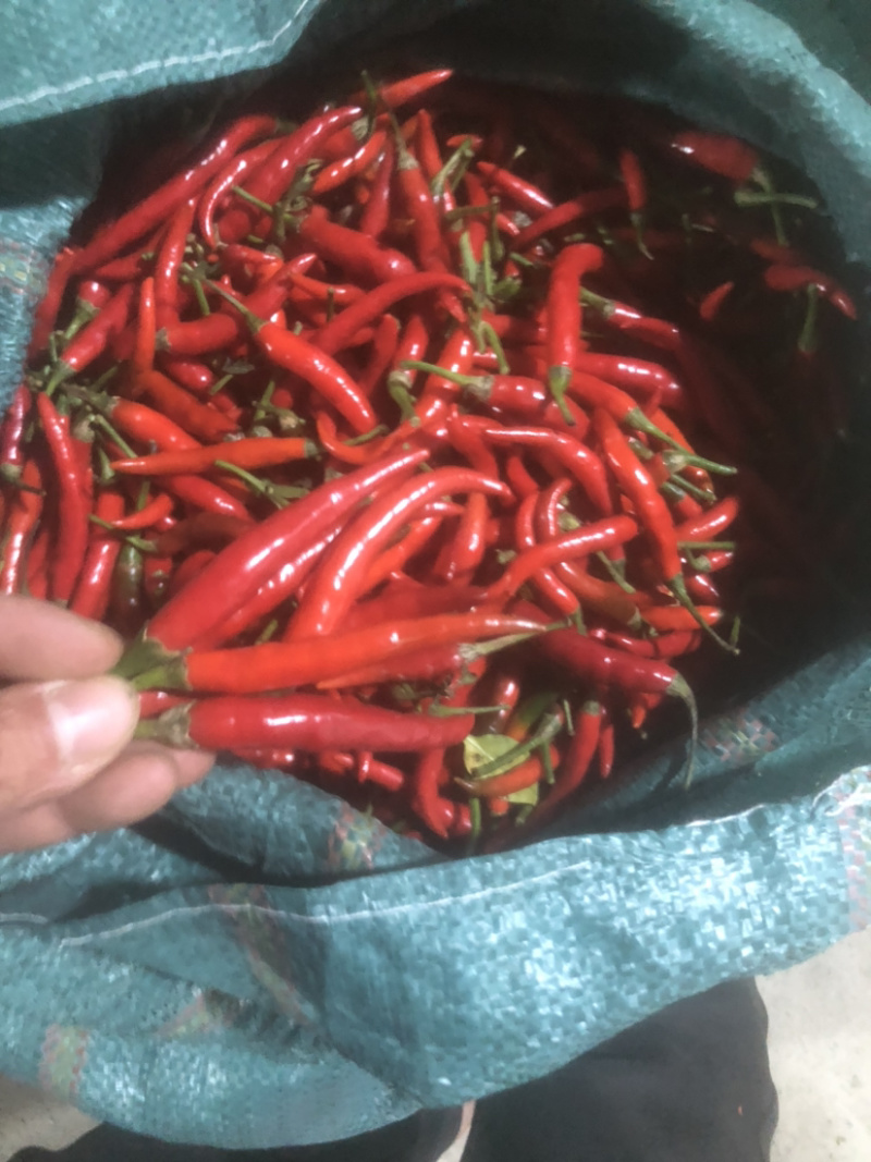 辣椒红米椒云南开始降价连续3天