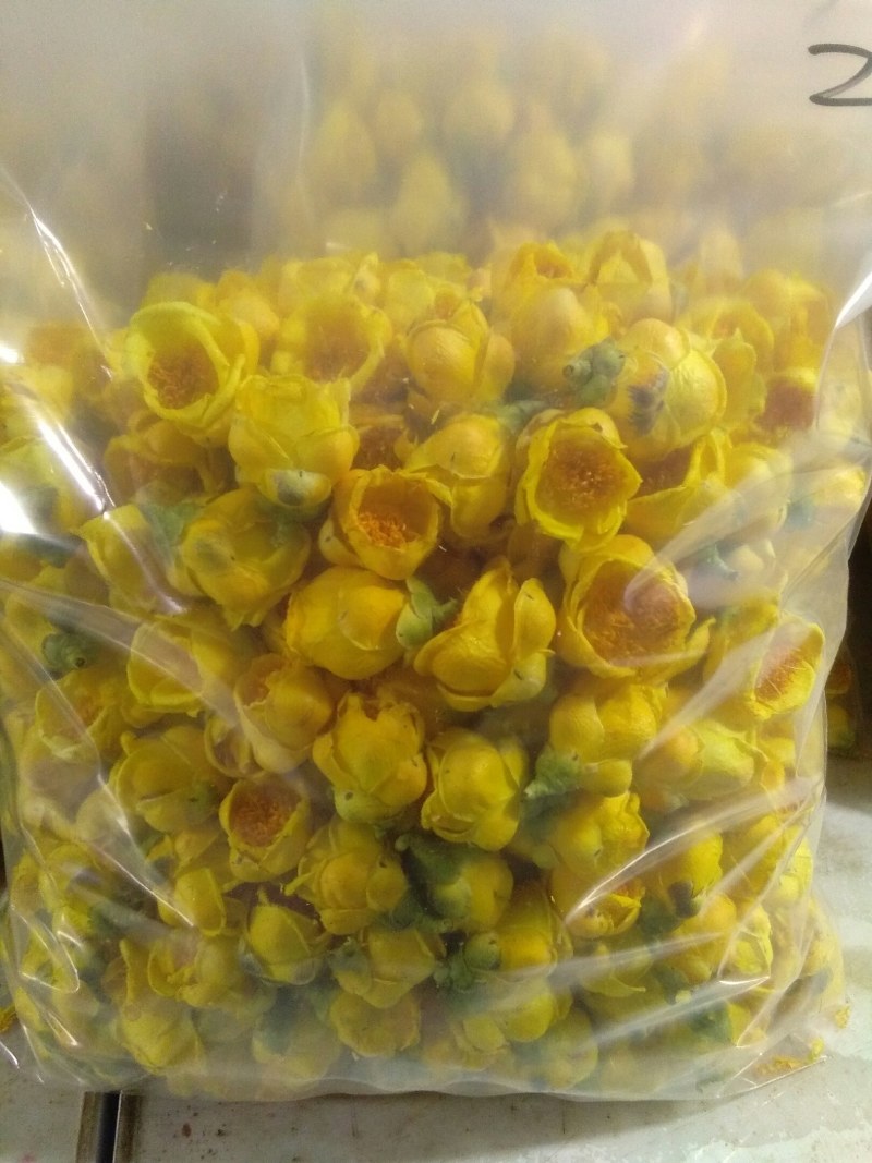 金花茶，自产广西防城港金花茶半野生