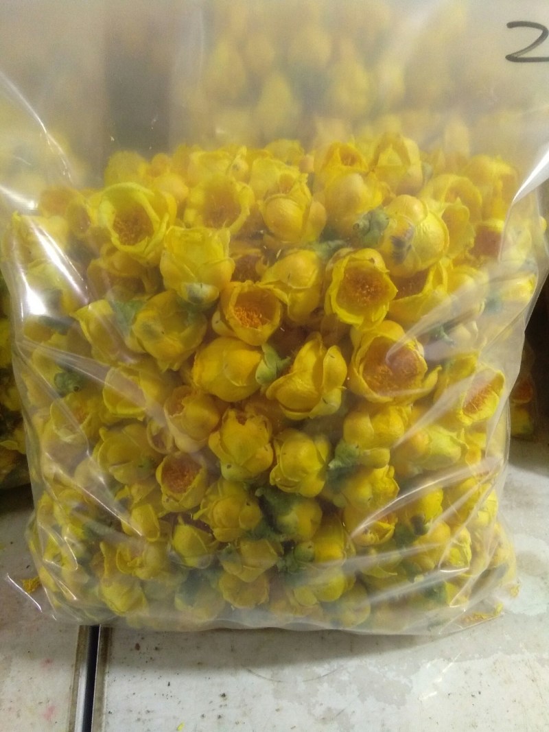 金花茶，自产广西防城港金花茶半野生