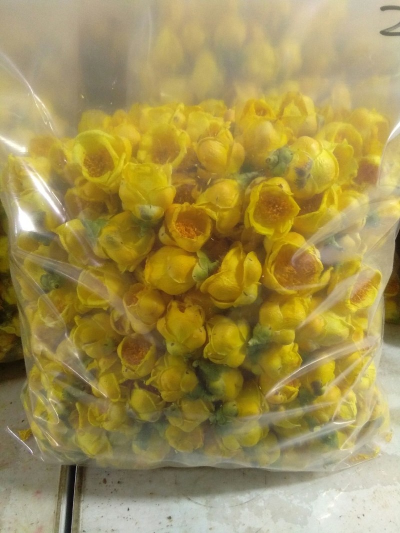 金花茶，自产广西防城港金花茶半野生