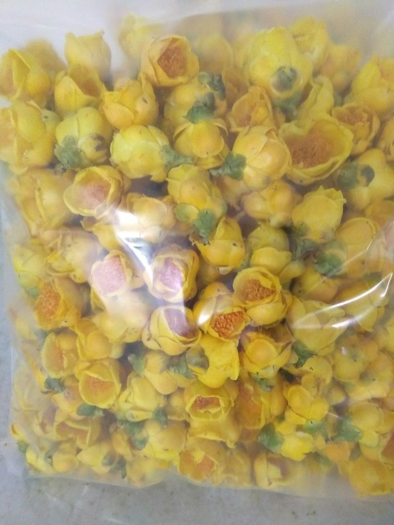 金花茶，自产广西防城港金花茶半野生