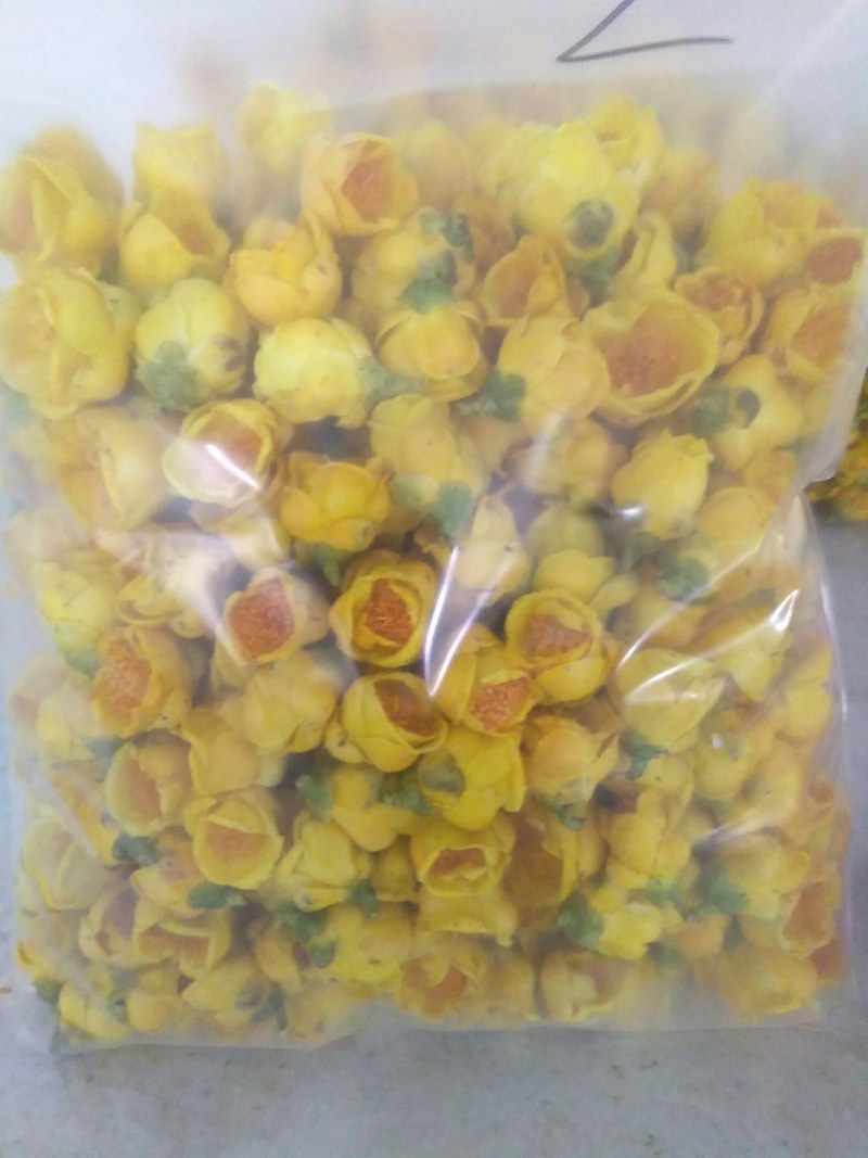 金花茶，自产广西防城港金花茶半野生