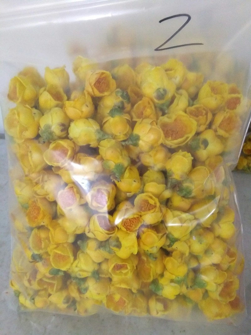 金花茶，自产广西防城港金花茶半野生
